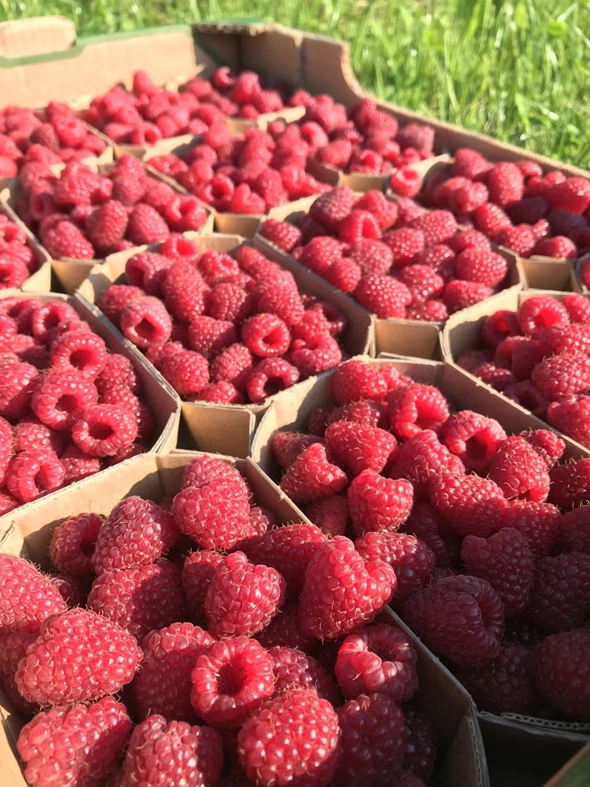 maline