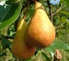 Hruške
