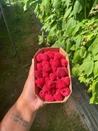 Maline sveže