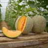 Melone kos  od 1,5 kg do 3,5 kg