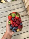 Sadni mix jagodicja