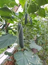 Kumare
