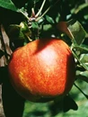 Jabolka Gala