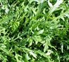 Rukola
