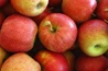 Jabolka Idared