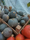 Buča, Kabocha, cca 900 g