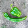 Paprika
