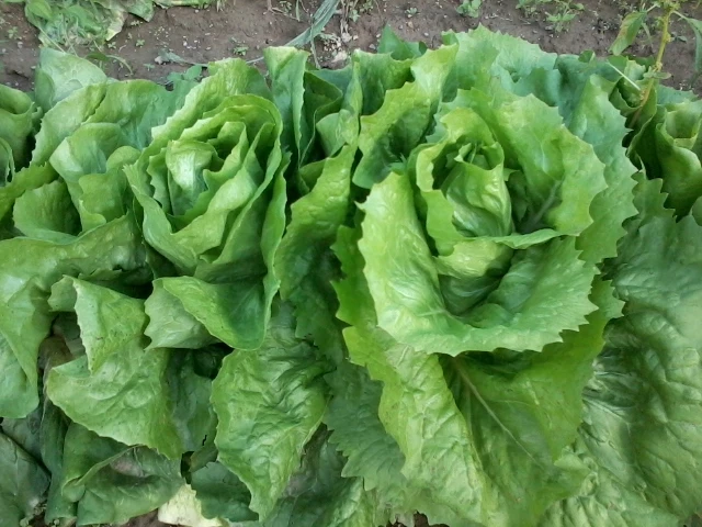 Kmetija Nabernik
